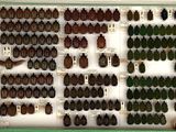 a display case with many different types of hair on it