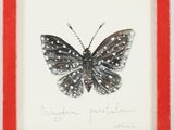 painting of a black and white butterfly in a red frame