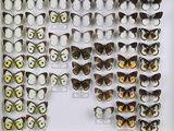 de nombreux types de papillons différents présentés dans une vitrine