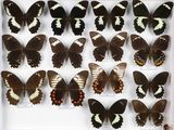 de nombreux papillons exposés dans une boîte