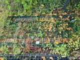 une grille métallique sur laquelle poussent des plantes