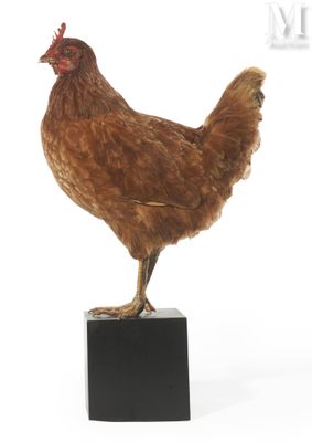 a chicken that is standing on top of a black block
