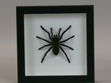 a black and white spider in a black frame on a white background