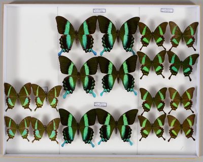 beaucoup de papillons qui se trouvent dans une boîte blanche