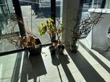 two potted plants on the floor in front of a window