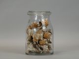 dried seashells in a glass jar on a white surface