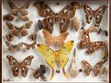 a lot of moths that are in a shadow box