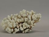 a close up of a small white coral on a gray surface