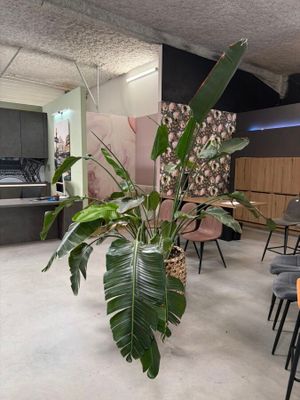 une plante qui se trouve dans un pot, dans une pièce