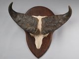 une image représentant une tête de taureau accrochée au mur