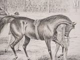 a drawing of a man leading a horse in a pen
