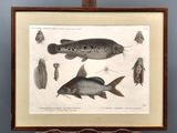 une vieille gravure représentant un poisson et d'autres poissons, dans un cadre