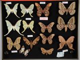 de nombreux types différents de papillons de nuit exposés dans une vitrine