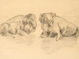 dessin représentant deux bisons couchés par terre l'un à côté de l'autre