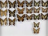 de nombreux papillons exposés dans une boîte blanche
