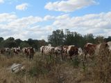 many cows that are walking in the field together