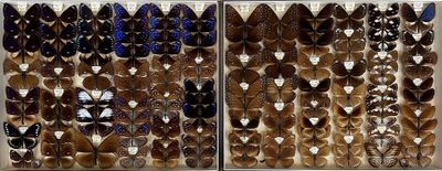 many different types of butterflies in a display case