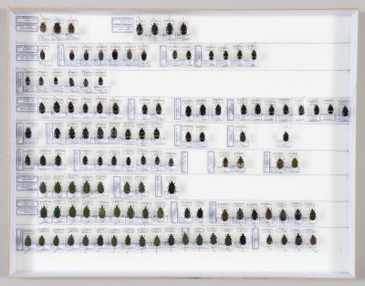une image représentant une composition de coléoptères dans un cadre blanc