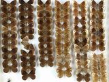 many different types of moths displayed in a display case