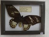 une photo d'un papillon dans un cadre accroché au mur