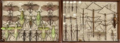 a picture of a display of flowers in a glass case