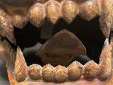 a close up of a carved skull with a tooth