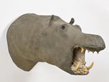 a stuffed hippo head mounted on a wall