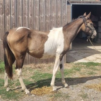 un cheval brun et blanc debout devant une grange