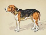 tableau représentant un beagle debout dans le sable, la tête tournée sur le côté