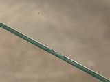 a small bird that is sitting on a green pole