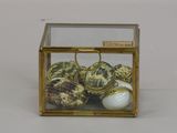 a glass box with shells inside of it on a table