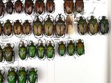 a lot of beetles that are on the wall