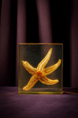 a yellow starfish in a clear box on a purple table