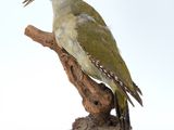 a bird that is sitting on top of a tree branch