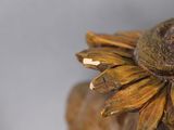 a close up of a statue of a sunflower on a table