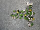 une plante qui pousse hors du sol