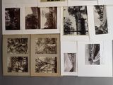 many photographs of trees on the wall of this room