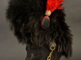 a close up of a black hat with red feathers on it