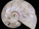 an image of a shell with a hole in it
