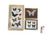 trois papillons encadrés accrochés au mur les uns à côté des autres