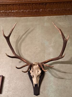 a deer ' s head mounted on the wall of a room
