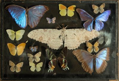 de nombreux papillons exposés dans un cadre