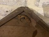 a lizard that is sitting in the corner of a house