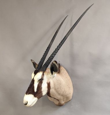 une antilope aux longues cornes accrochée au mur