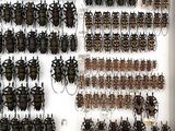 a lot of bugs that are on display in a white box