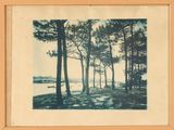 une image représentant une photo en noir et blanc d'arbres