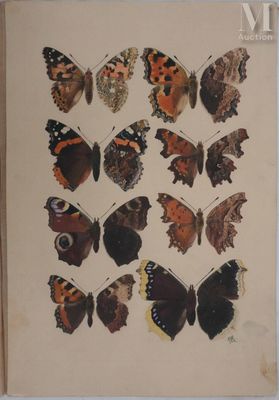 METAYE Roger (1921-2006) Planche de lépidoptérologie : Papil…