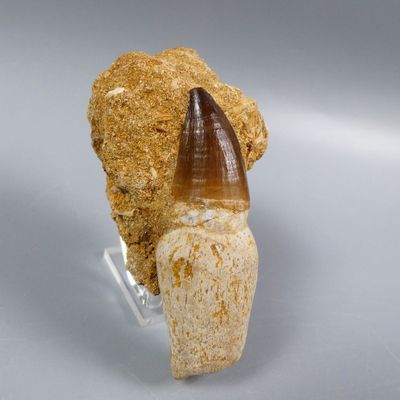 an image of a fossil tooth with a large tooth sticking out of it ' s mouth