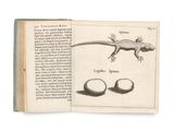 an open book with a drawing of a lizard on it