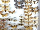 many different types of moths displayed in a white box